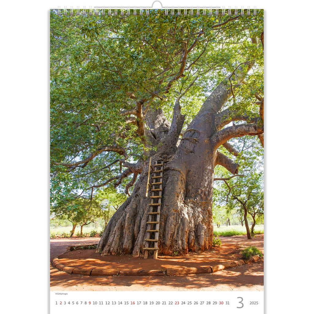 Mit dem Baumkalender 2025, der eine fesselnde Szene zeigt, in der Sie auf einen hoch aufragenden, majestätischen Baum blicken, können Sie ganz in die atemberaubende Präsenz der Natur eintauchen.