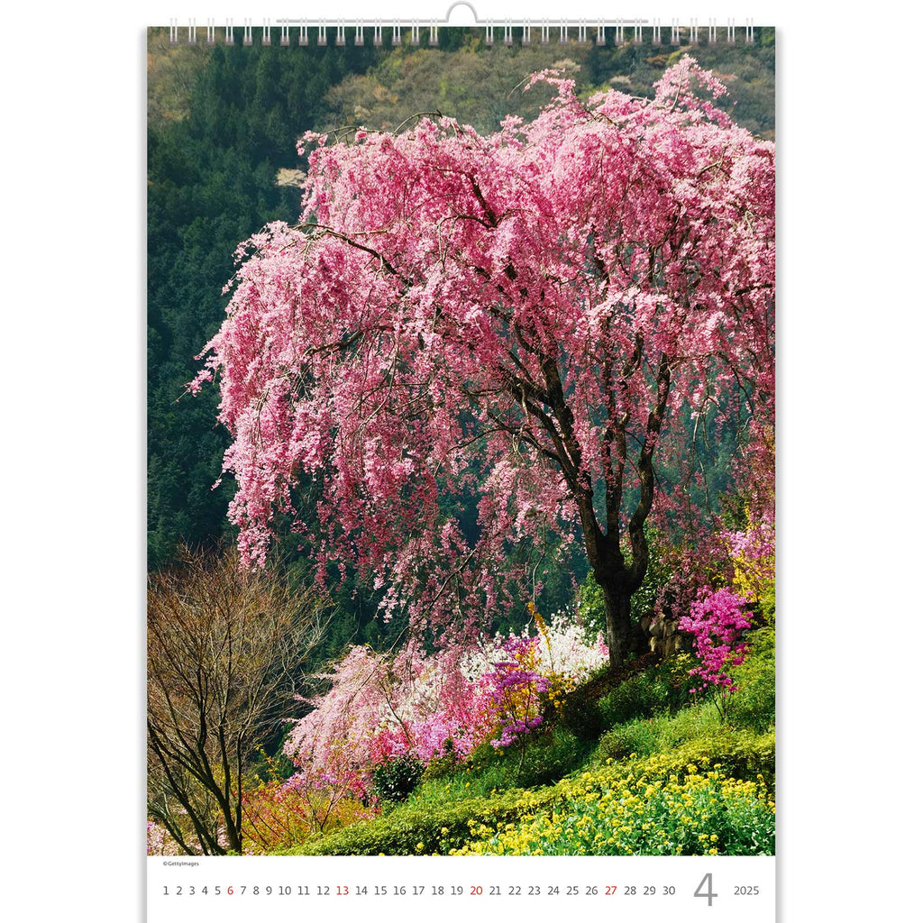 Welcome to the Spring View from the Tree Calendar 2025, a symphony of color and life that depicts nature's rebirth. Watch the trees come to life as their buds open into bright blossoms and adorn the surrounding area in soft pinks, whites, and greens.