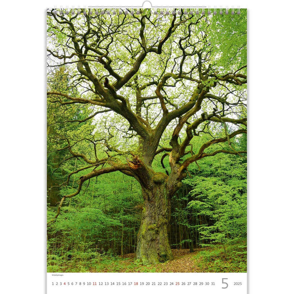 Presenting the exquisite High-Quality Tree Calendar 2025, which beautifully captures the ageless grace and seasonal splendor of nature. Beautiful pictures of stately trees in their native environments are included in this calendar, which was expertly crafted using fine materials and extraordinary attention to detail.