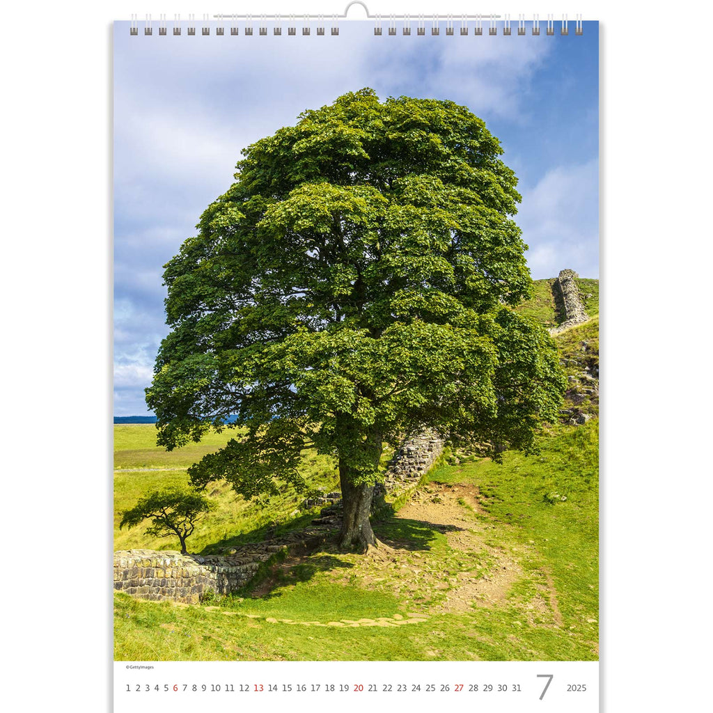 Geniet van kalmte en rust met de rustgevende illustratie van de rustige boomscène in de Boomkalender 2025. Deze prachtige kalender biedt een visuele ontsnapping aan de stress van het dagelijks leven door de rust van de natuur in te kapselen.