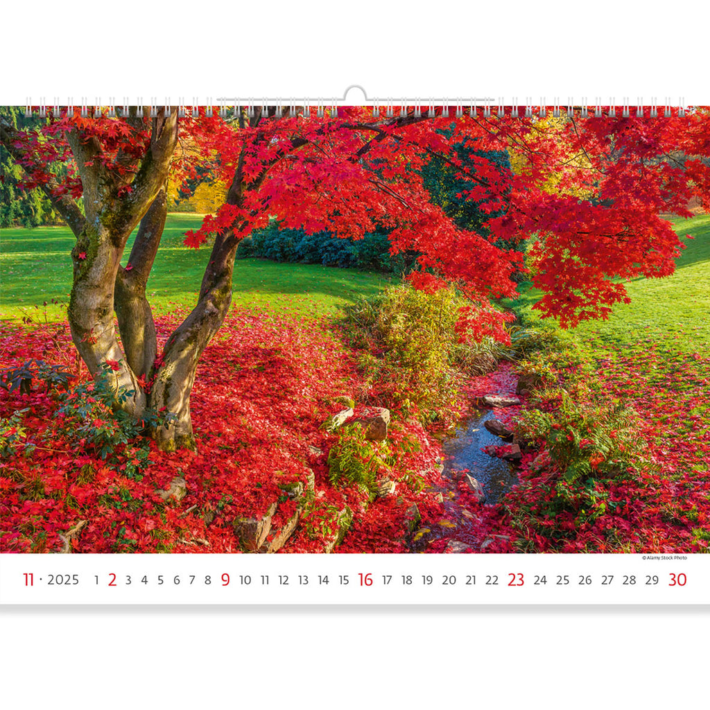 The incredible celebration of autumn is revealed on this Garden Calendar 2025 page. A mighty tree bent its branches over a swift stream. Bright red leaves slowly fall to the ground, heralding the arrival of cold weather. A marvellous change of seasons. 