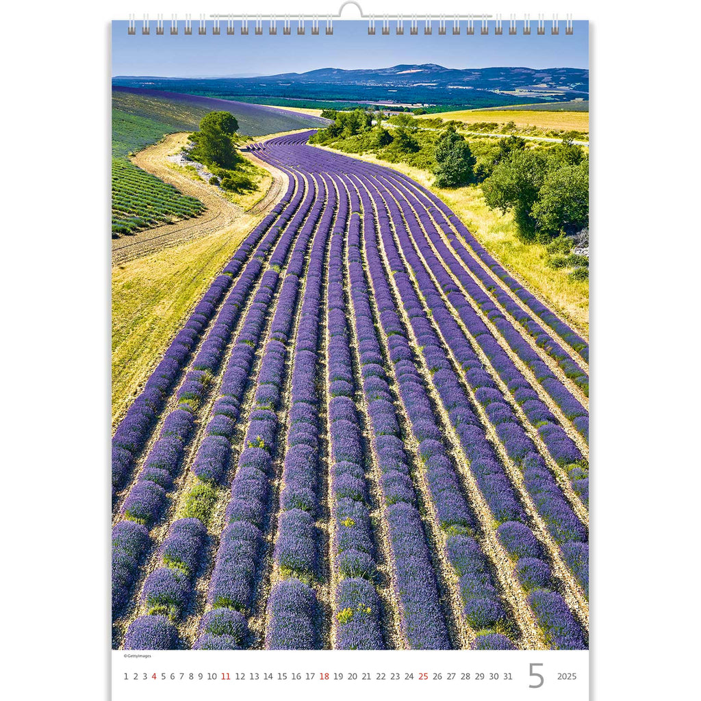 Witness the breathtaking symmetry of a lavender field, where long rows of flourishing blooms create a stunning display of colour and harmony.