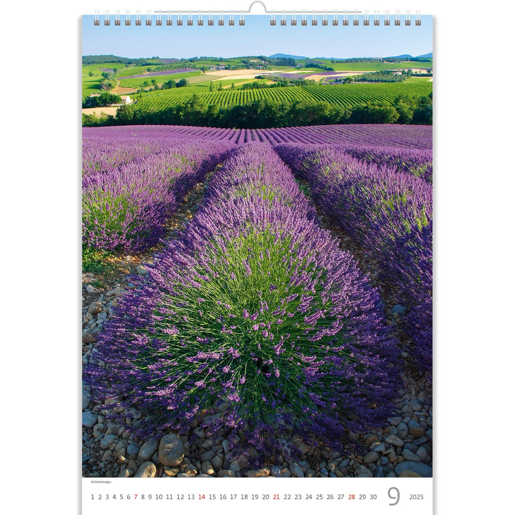Immerse yourself in the beauty of this landscape in these incredible lavender colors