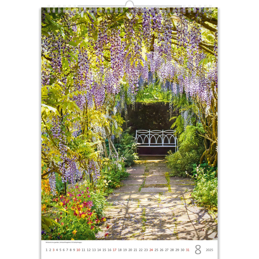 August in the Romantic Calendar 2025 features a cascade of wisteria, creating a romantic arbor. This enchanting scene captures the allure of late summer, where the fragrant blooms of wisteria form a beautiful canopy, inviting lovers to bask in its charm and create cherished memories in a dreamy, romantic setting.