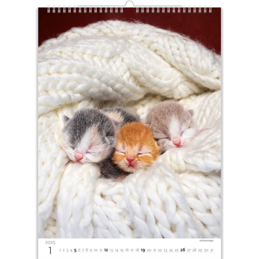 Drie kleine wonderen begroeten ons op de voorpagina van de kattenkalender 2025. Kleine tuiten gluren onder de donzige deken uit en geven iedereen die ernaar kijkt een glimlach.