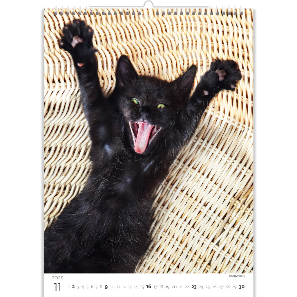 Een echte zwarte bal van geluk! Wie zegt dat zwarte katten pech hebben? Kijk maar naar dit schatje in onze kattenkalender van 2025 en probeer niet te glimlachen!