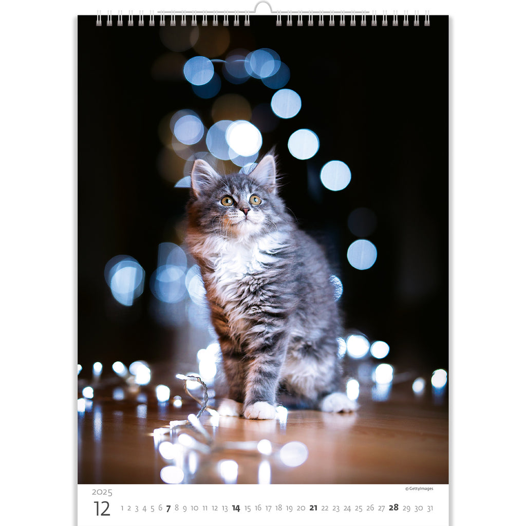 Een sierlijke en kalme kat omringd door kerstverlichting. Het lijkt erop dat hij wacht op vakantiegeschenken! Bekijk deze schatje in onze kattenkalender 2025.