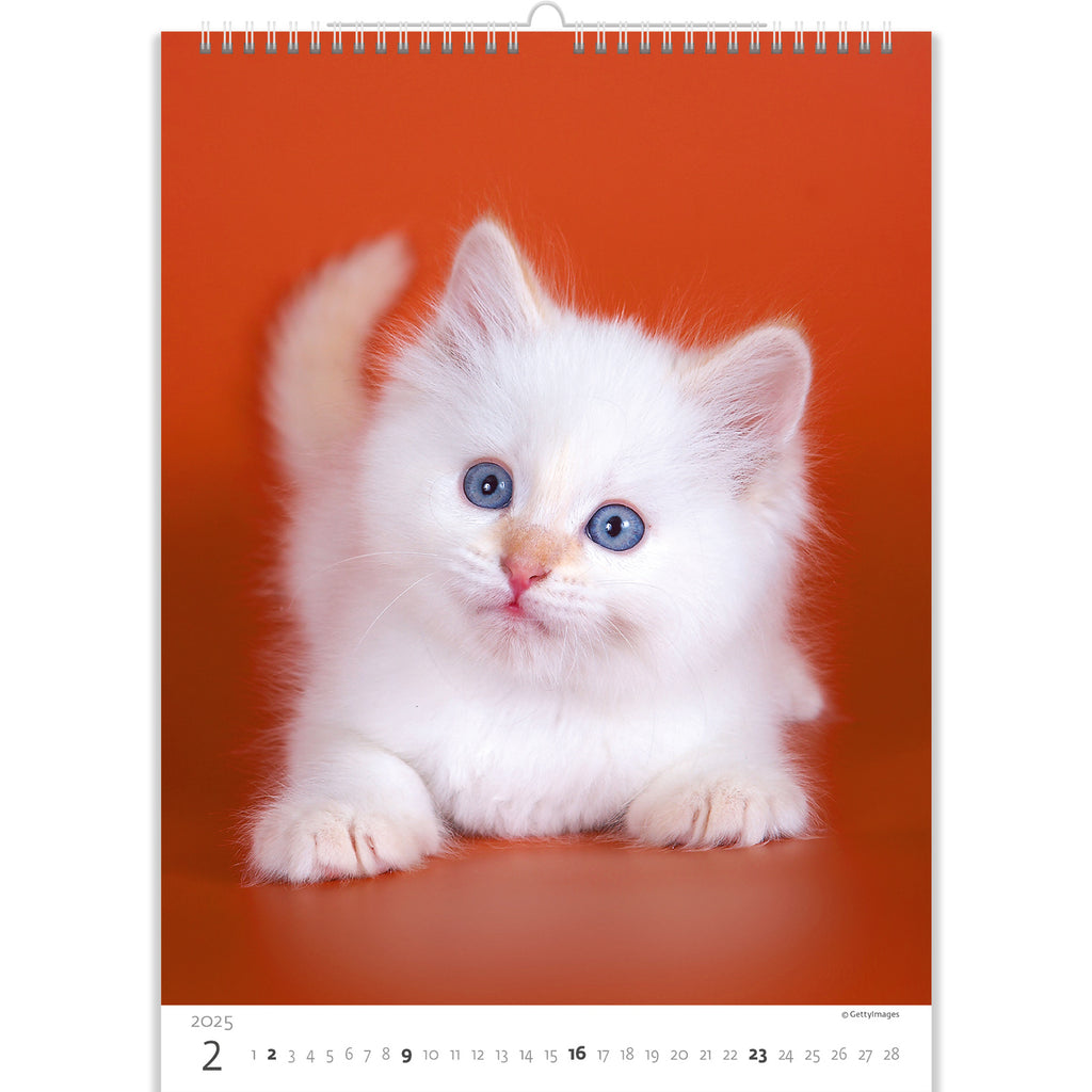 Wit ondeugend katje met blauwe ogen. Een waar wonder in onze kattenkalender 2025!