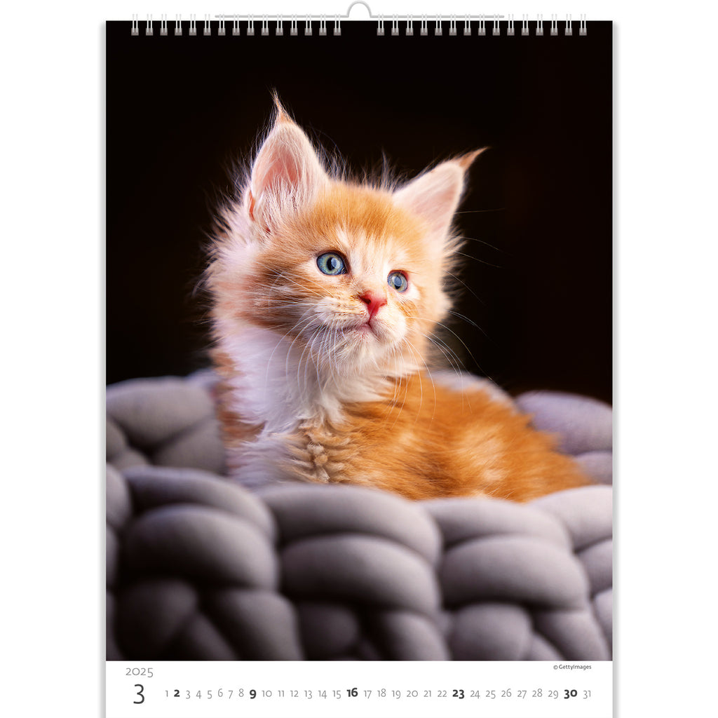 Het rode kitten kijkt nieuwsgierig de afstand in. Hij is erg blij in zijn warme mand. Waardeer deze schoonheid met onze kattenkalender 2025!