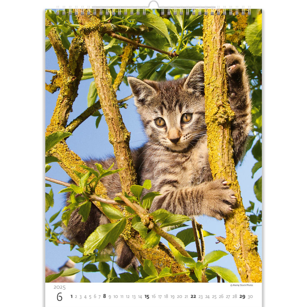 De harige schoonheid is in een boom geklommen en kijkt naar de zonsondergang. Of zoekt hij een vogel op een naburige tak? Ontdek het in onze kattenkalender 2025!