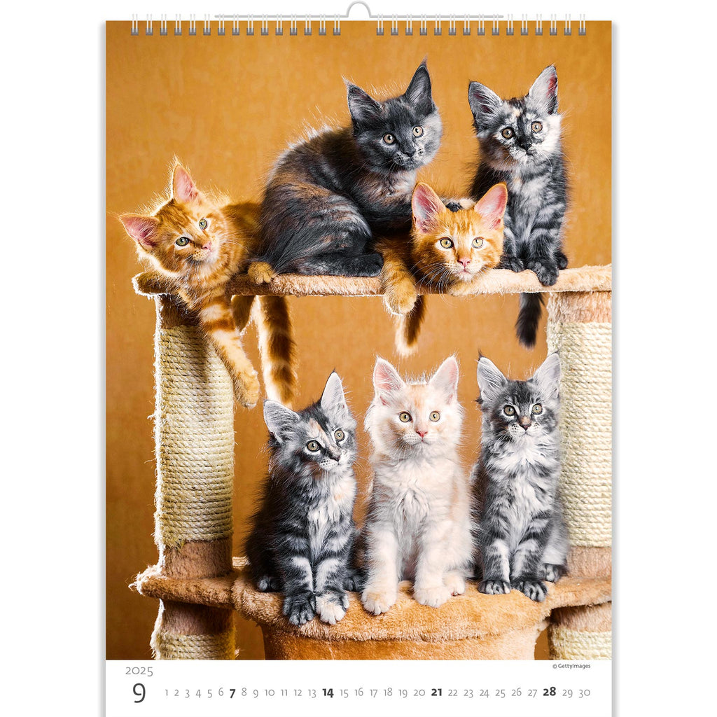Een echt wild pakket! Rode, grijze en witte kittens wachten om op te groeien en echt volwassen te worden. Bekijk deze schatjes in onze kattenkalender voor 2025.