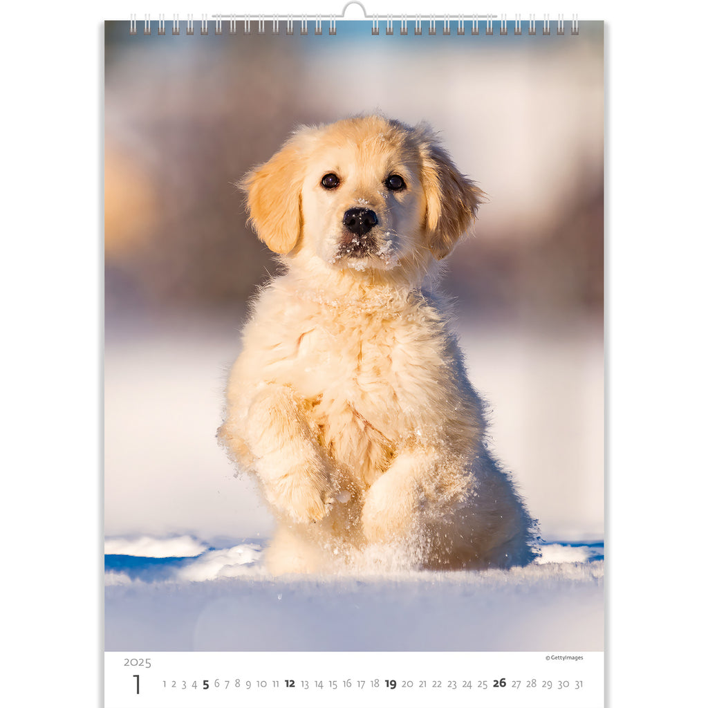 Een leuk bundeltje plezier in de sneeuw. Waardeer zijn schattigheid met onze pups kalender 2025!