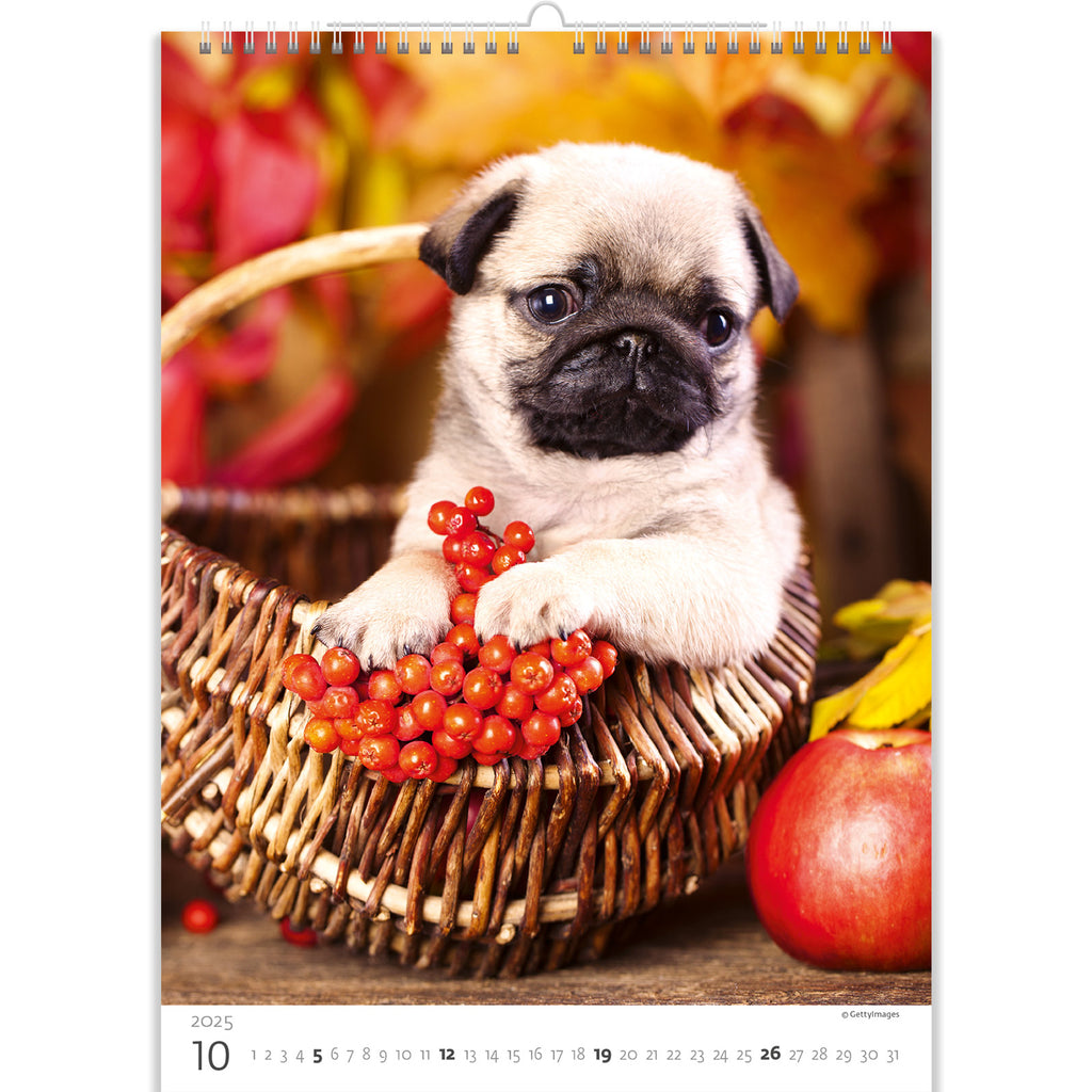 Adorable pug in a little fall basket. The cuteness of this shot is impossible to resist! Appreciate this beauty with our puppies calendar 2025.