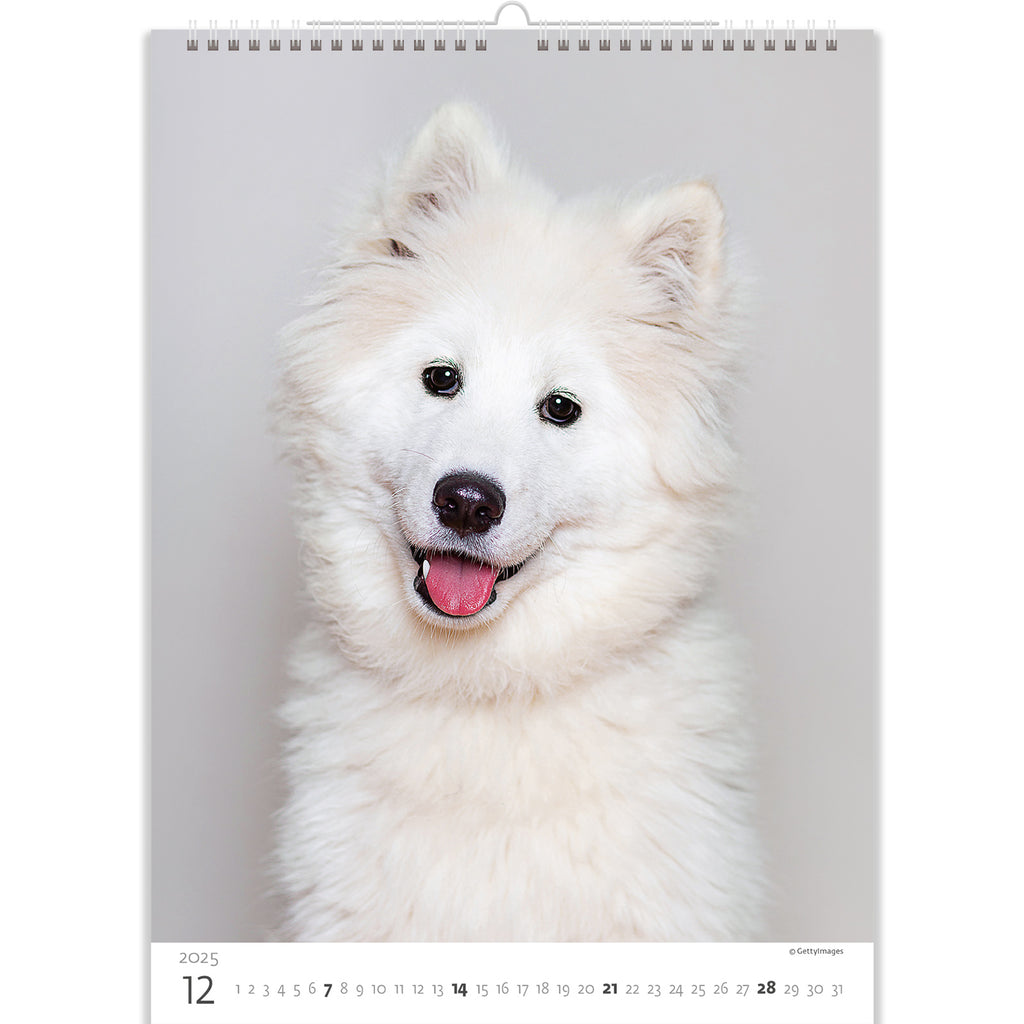 Een echte bal van geluk! Een schattige witte puppy lacht naar iedereen die de pagina van de puppy'skalender 2025 omdraait om de laatste maand van het jaar te verwelkomen. 