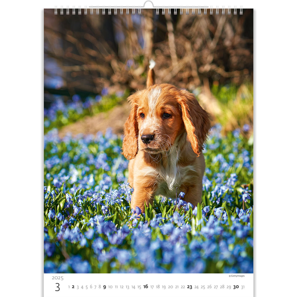 Een verlegen rode puppy is omgeven door prachtige blauwe bloemen. Breng jezelf in een goed humeur met onze puppyskalender 2025!