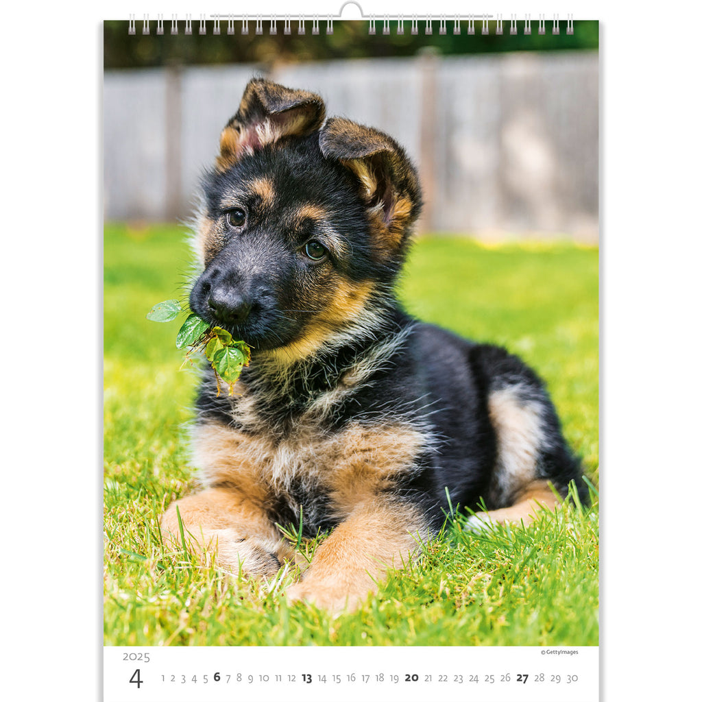An adorable German Shepherd puppy tastes the first spring leaf. He seems to like it! Experience this beauty with our puppies calendar 2025.