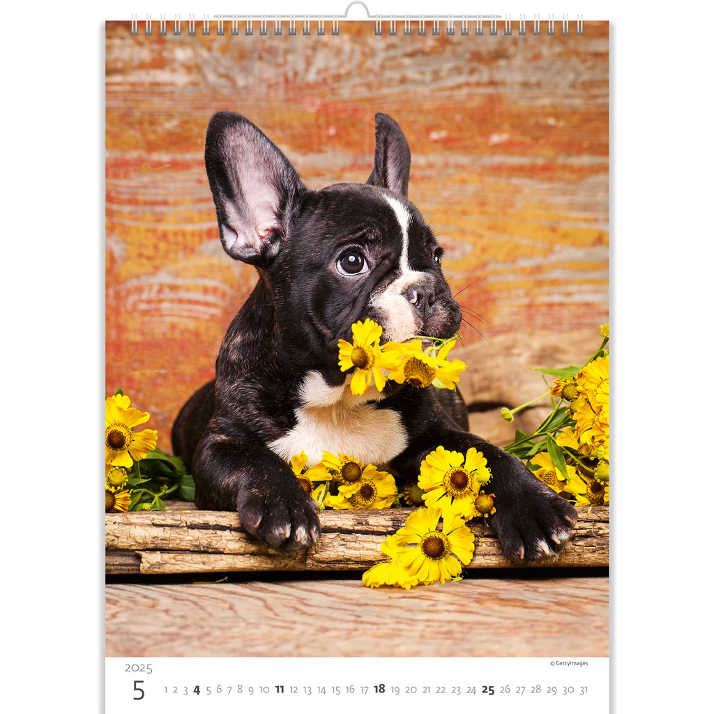 Verlegen schattige puppy die zoet op een gele bloem kauwt. Zo'n schoonheid is onmogelijk te weerstaan! Geniet van warme emoties met onze puppy'skalender 2025