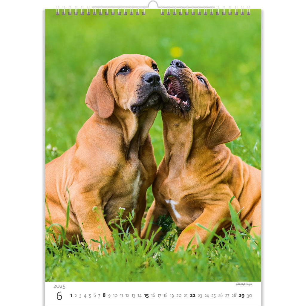 Two best friends play mischievously in a green meadow. Who will win this game? Find out in our puppies calendar 2025!