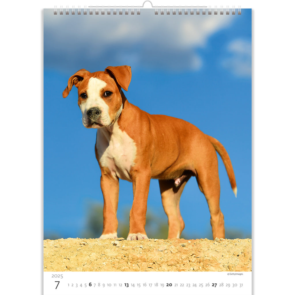 A red puppy against a blue sky looks shyly at the camera and waits for the moment when he grows up. Support his enthusiasm in our puppies calendar 2025! 