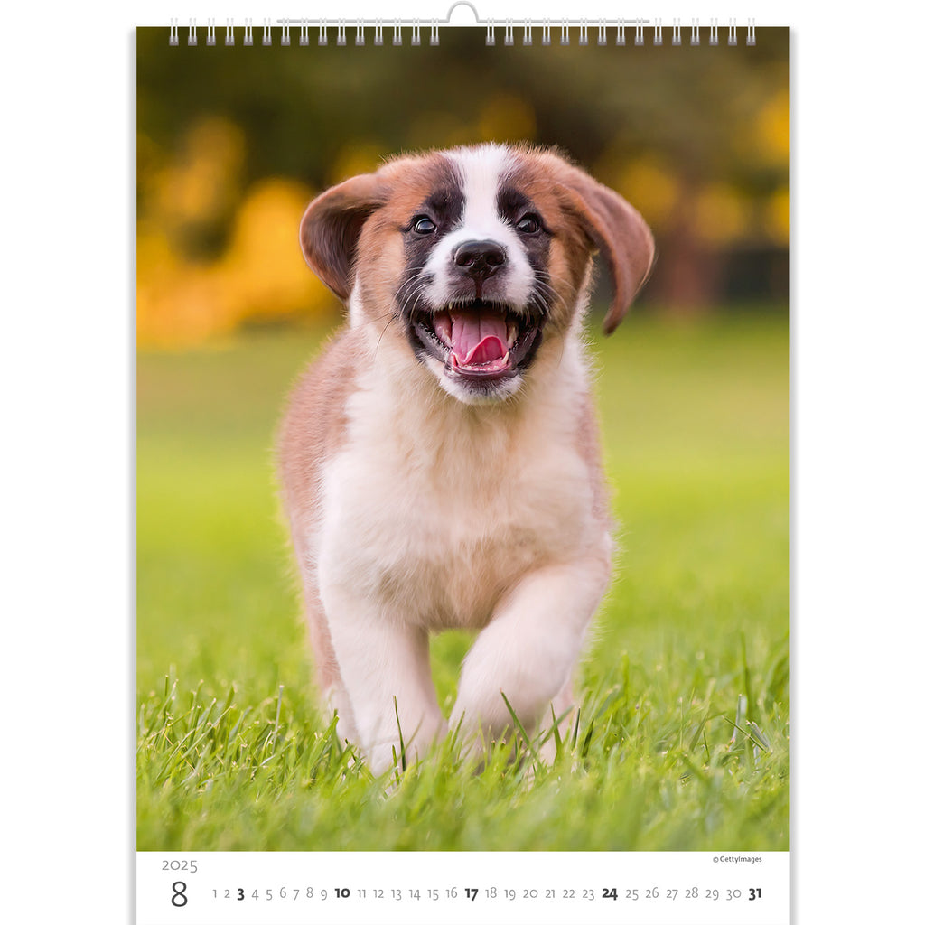 A happy and carefree puppy enjoying the last days of summer! Share this joy in our puppies calendar 2025.