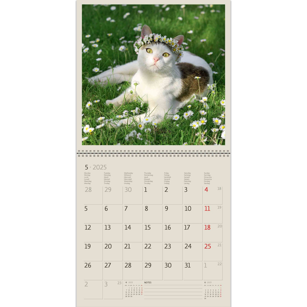 Een echte jongedame! Elegante kat in madeliefjes en charmante bloemenkrans. Geniet van deze schoonheid in onze Cats Writing Calendar 2025