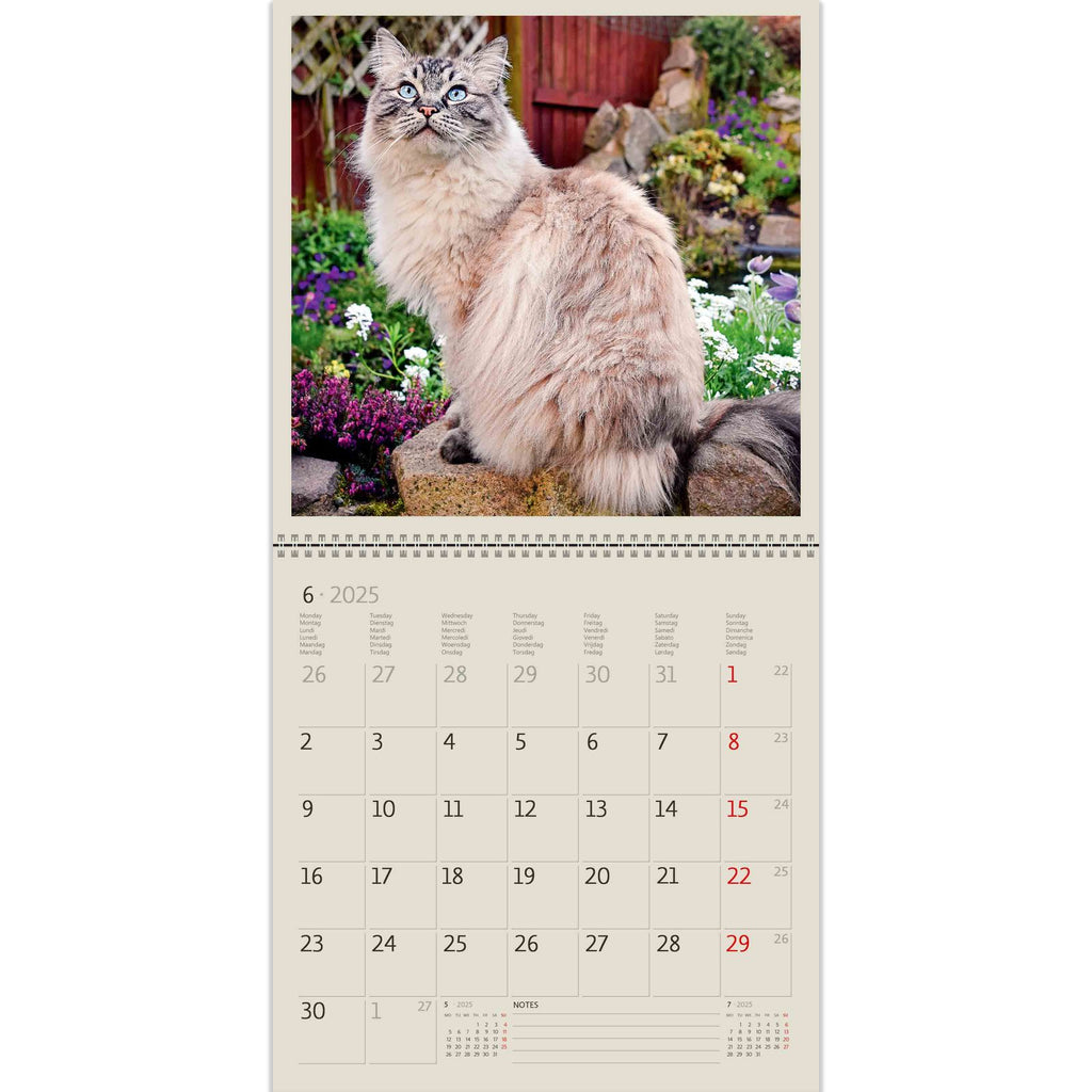  Kijk hoe mooi hij is! Een sierlijke kat met blauwe ogen. En de bloemen om hem heen creëren een unieke sfeer in onze Cats Writing Calendar 2025