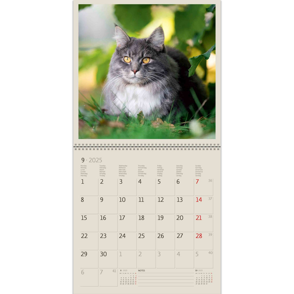 Deze kat is zo grappig! Als een wijze oude man in de schaduw van de bomen. Waardeer zijn schoonheid op de pagina's van Cats Writing Calendar 2025