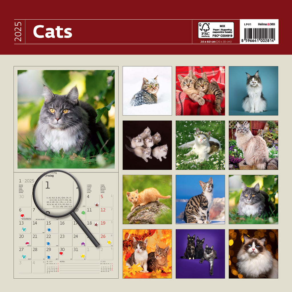 Omarm de schattigheid en speelsheid van kittens met onze Cat Writing Calendar 2025! Elk beeld brengt vreugde en plezier. Trakteer uzelf op een goed humeur en leg uw beste momenten vast!