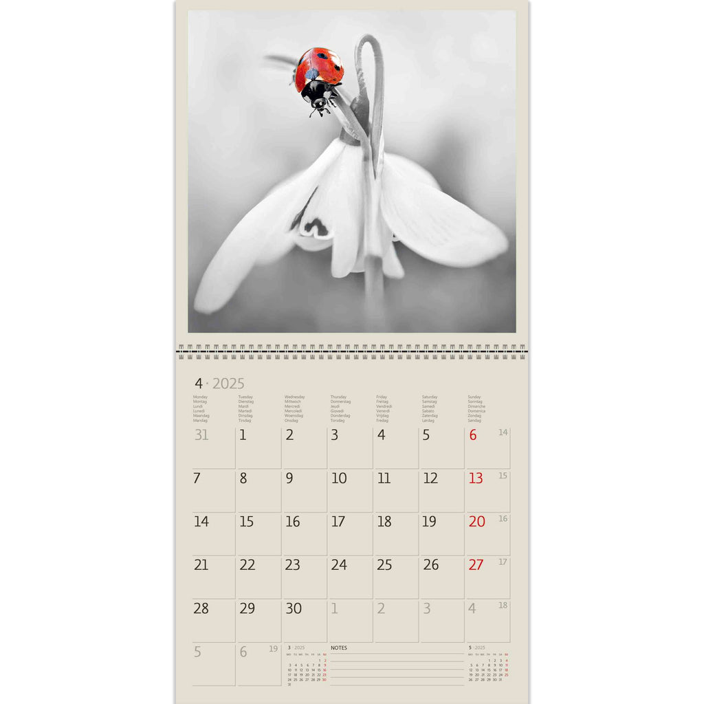 A beautiful little creature on a snow-white flower. Appreciate this beauty with our Black Red Calendar 2025!